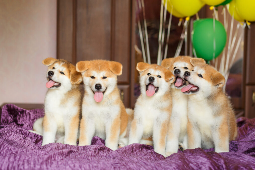 funny little akita inu puppies with balloons | Manual Pet