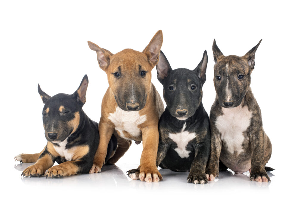 miniature bull terriers front white background | Manual Pet