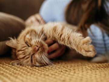 owner petting adorable cat | Manual Pet