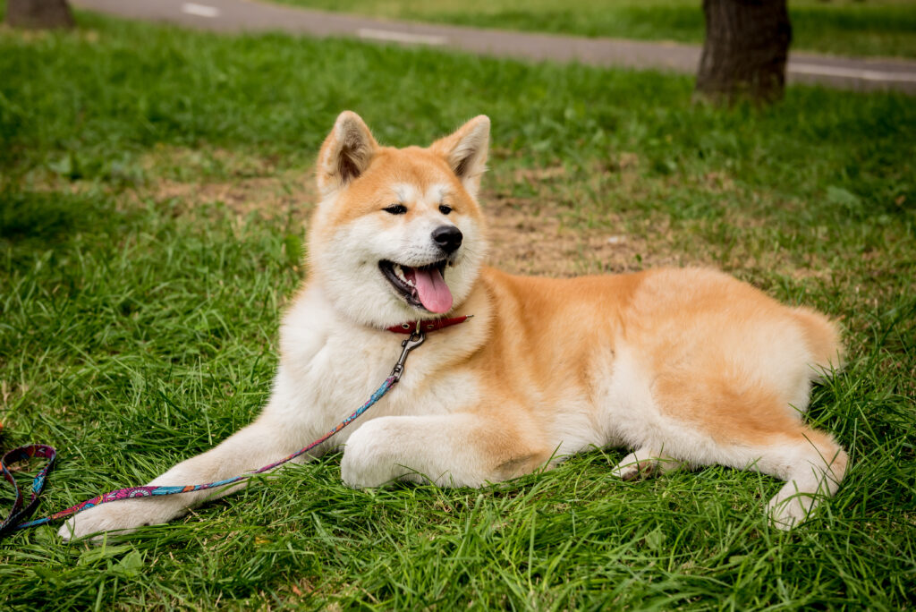 portrait cute akita inu dog park | Manual Pet