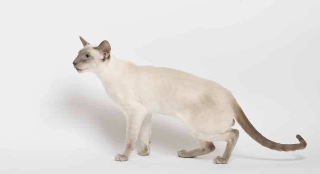 siamese cat portrait isolated | Manual Pet