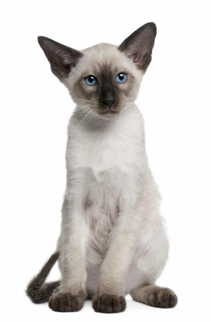 siamese kitten 10 weeks old cat portrait isolated | Manual Pet