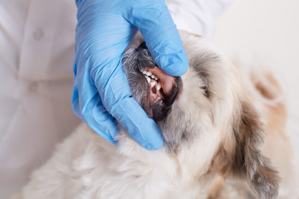 vet dentist checking dog s teeth fluffy angry dog being examined veterinary clinic | Manual Pet