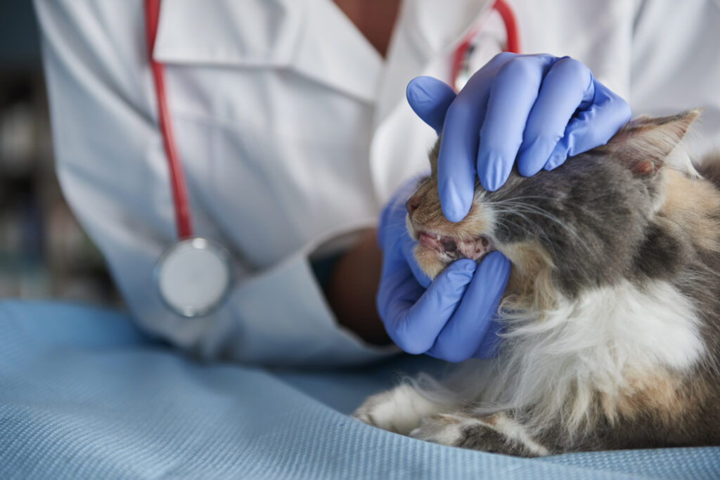 vet is checking cat s teeth | Manual Pet