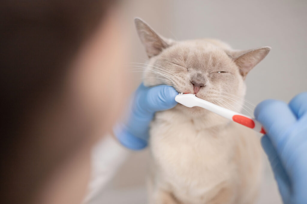 veterinarian doctor cleaning cats teeth | Manual Pet