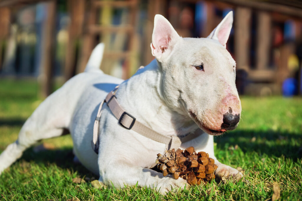 white bull terrier harness playing with large pine cone green grass outdoors | Manual Pet