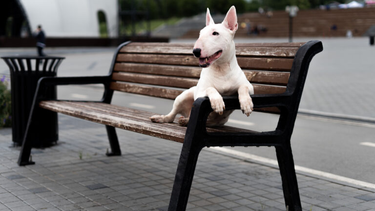 white english bull terrier sitting wooden bench waterfront | Manual Pet