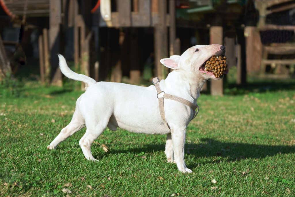 white playful bull terrier wearing harness holding its mouth large pine cone standing green grass sunny summer day outdoors | Manual Pet