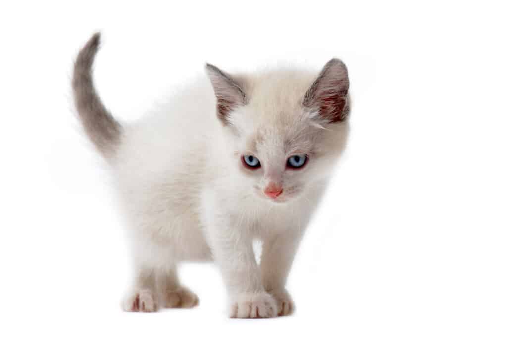 white siamese kitten | Manual Pet