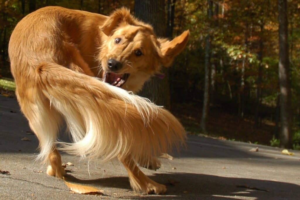 dog chase tail | Manual Pet